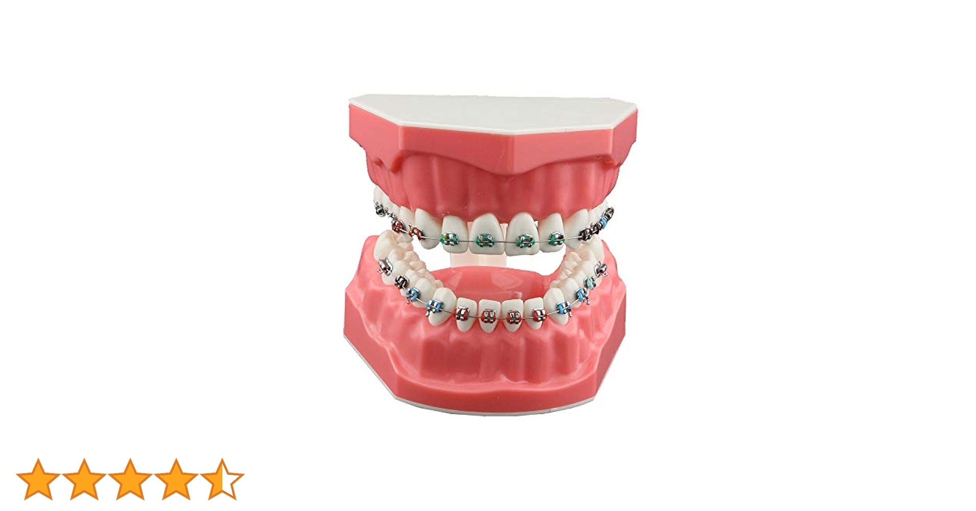 Amazon.co.jp: Dentalmall Typodonts 歯列矯正
